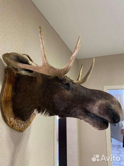 Чучело головы лося