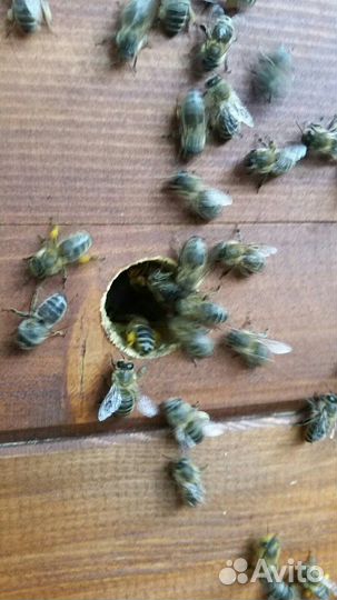 Улья Варре с пчелосемьями