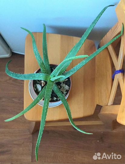 Алоэ вера лечебный