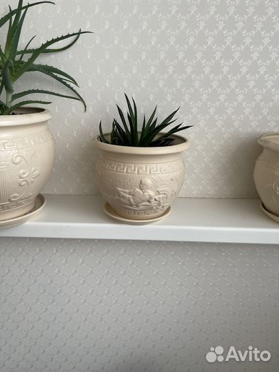 Горшки керамические с алоэ