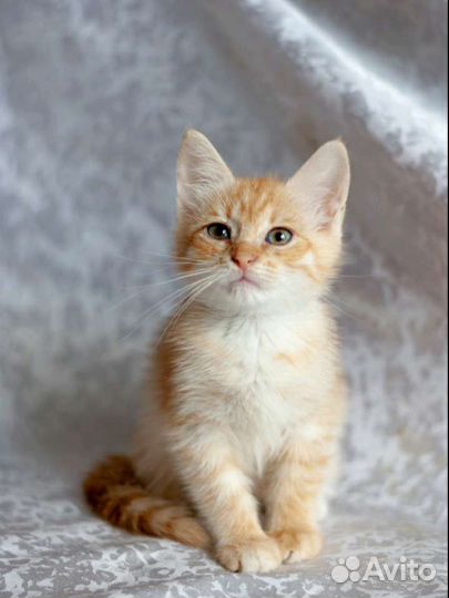 Котенок 1 мес