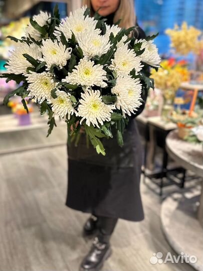 Хризантема одноголовая