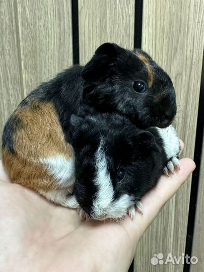 Морские свинки, калифорния и теди