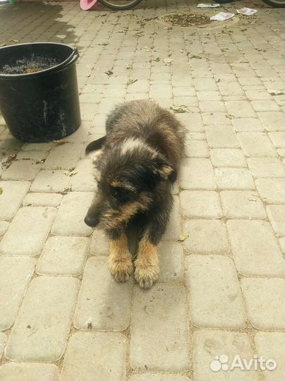 Собака в добрые руки отдам бесплатно