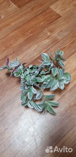 Традесканции нанук зебрина