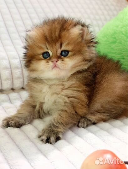 Котята золотые британские длинношерстные шиншиллы