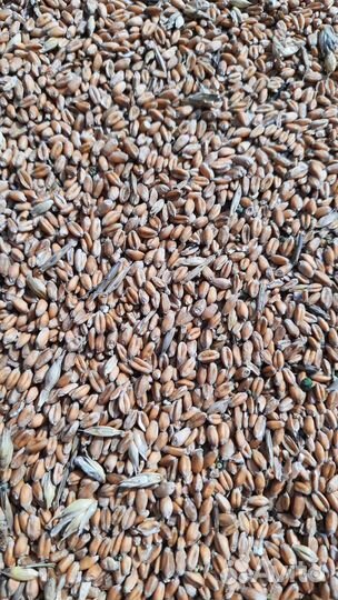 Зерно: ячмень и пщеница