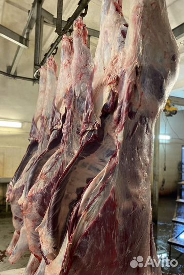 Туши мясной говядины породы оптом