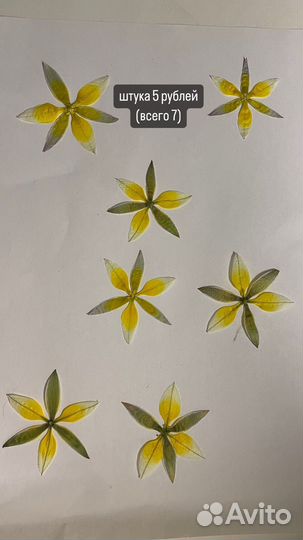 Сухоцветы для творчества