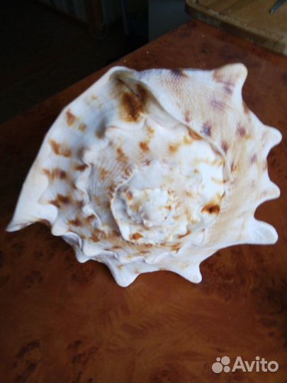 Раковина моллюска