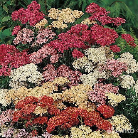Тысячелистник обыкновенный Summer Pastels Саженцы