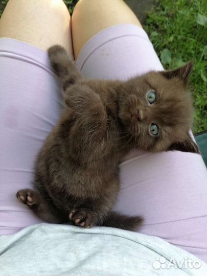 Шотландский шоколадный котенок