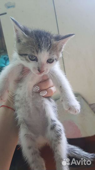 Котята в добрые руки бесплатно