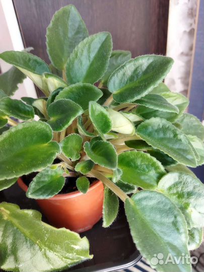 Цветы фиалки