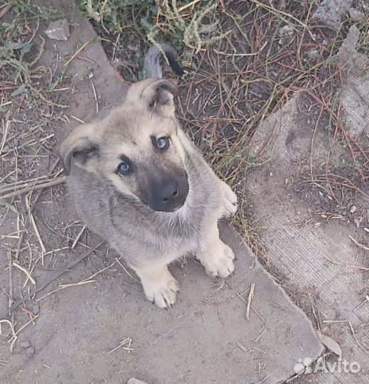 Щенок мальчик в добрые руки