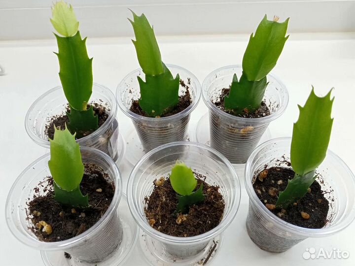 Сортовые Шлюмбергеры (декабристы)