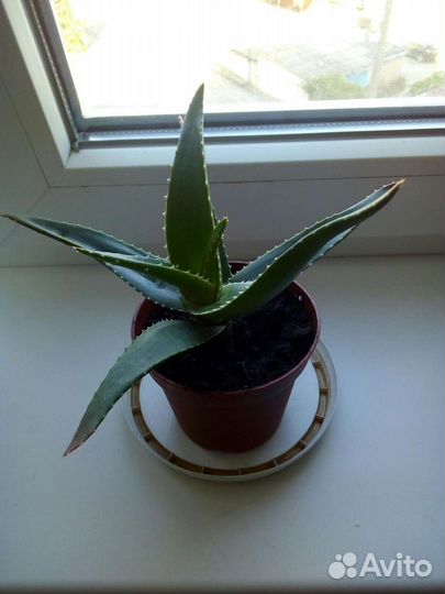 Алоэ столетник лечебный