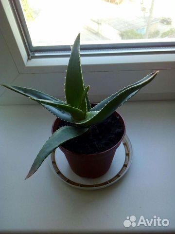 Алоэ столетник лечебный