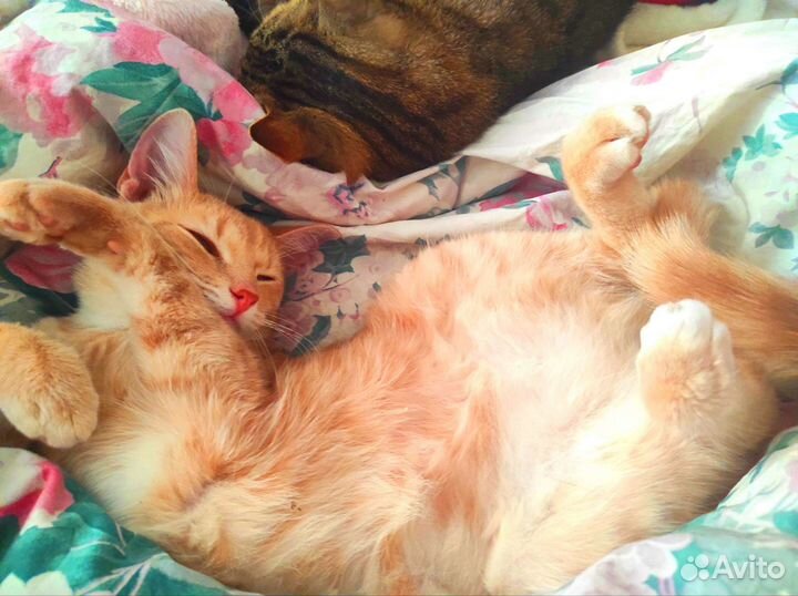 Рыжий котенок и его сестра ищут дом