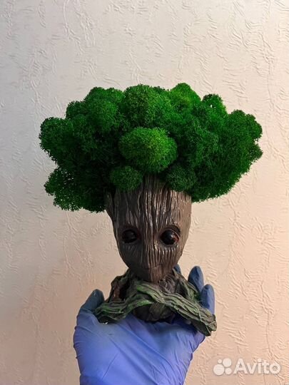 Грут из стабилизированного мха