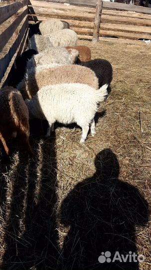 Овцы бараны