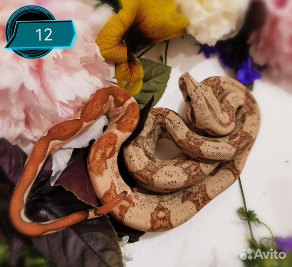 Императорский удав (Boa constrictor imperator)