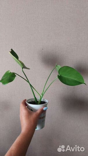 Много цветов