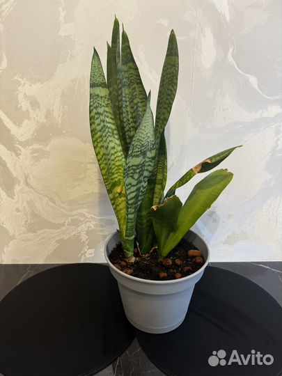 Сансевиерия