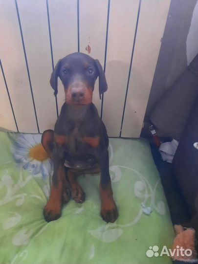 Щенки добермана