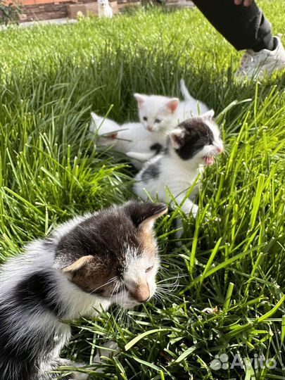 Отдам котят в добрые руки