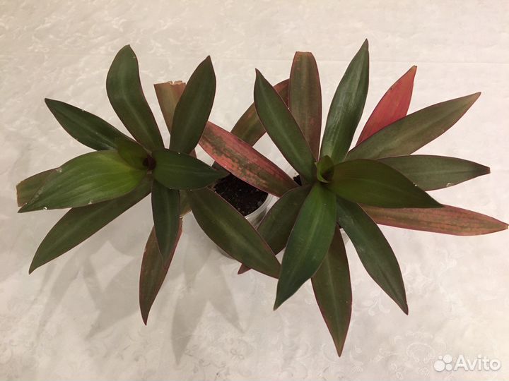 Рэо-традесканция