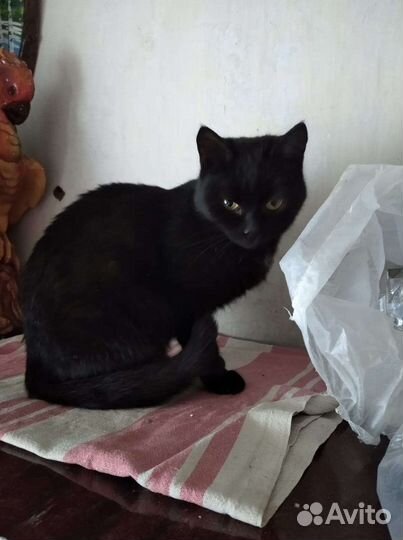 В добрые руки