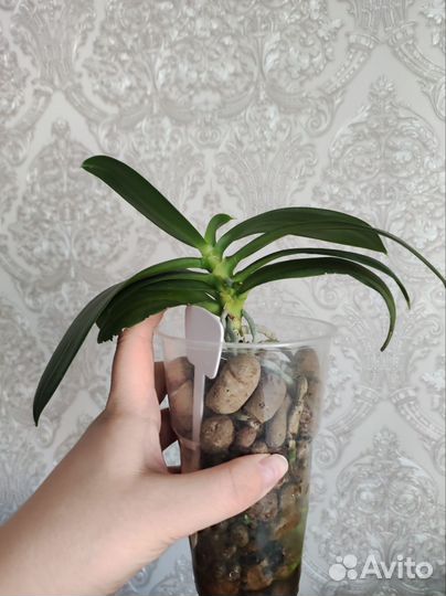 Орхидея фаленопсис