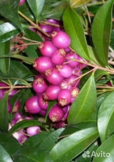 Лилли Пилли