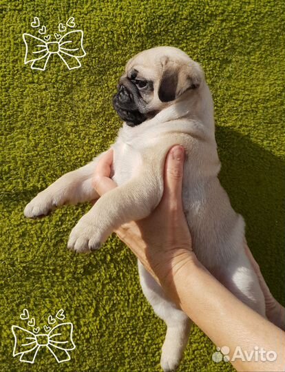 Щенки мопса мальчик и девочка свободны