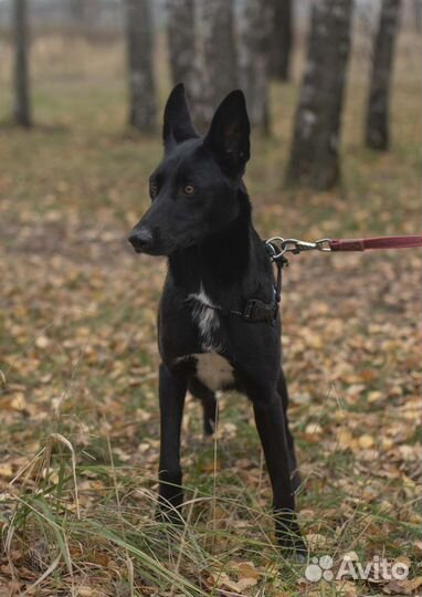 Собачка Долли замерзает в приюте