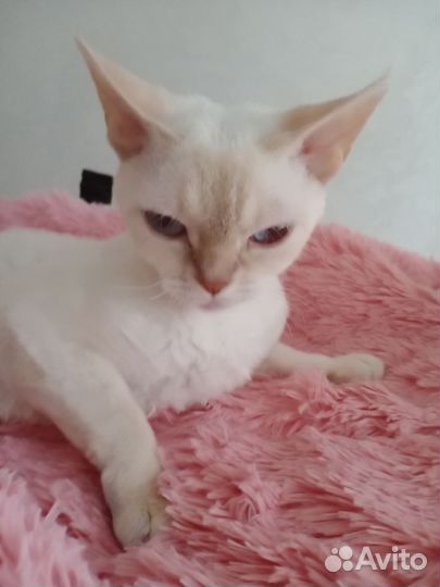 Девон-рекс кошка