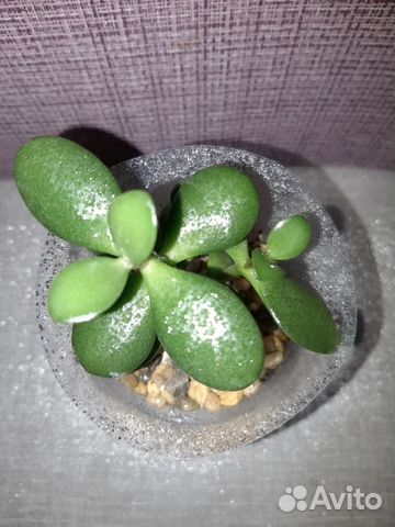 Фикусы каучуконосные