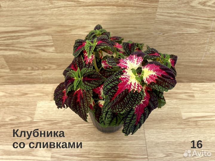 Колеусы срезы