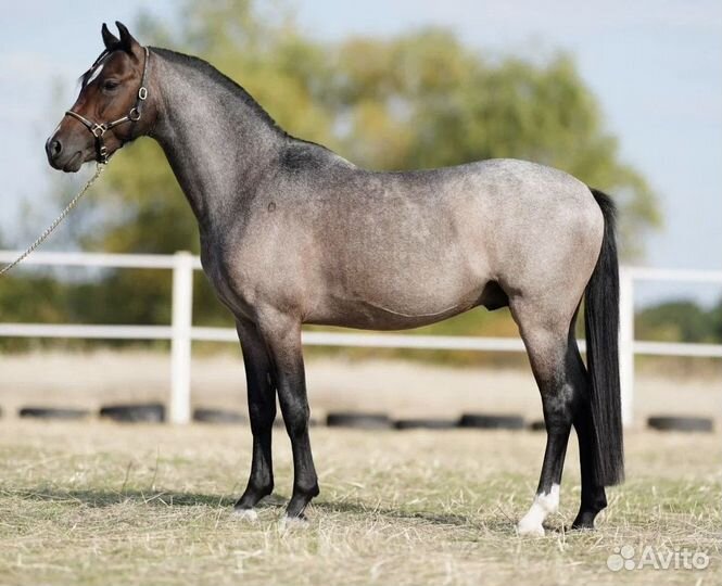 Продажа лошадей