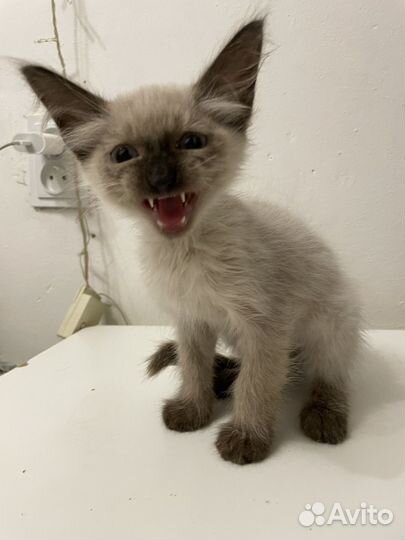 Кошка в дар бесплатно