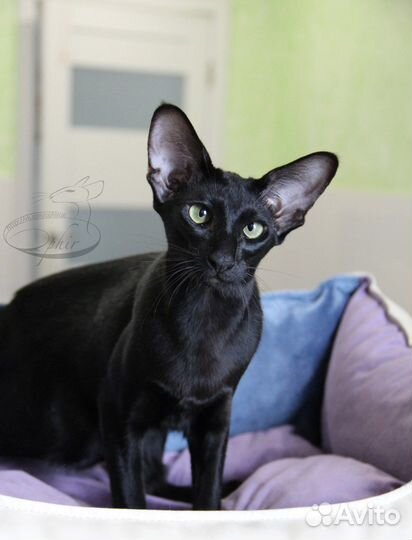 Ориентальная кошка