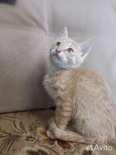 Кошка в дар бесплатно