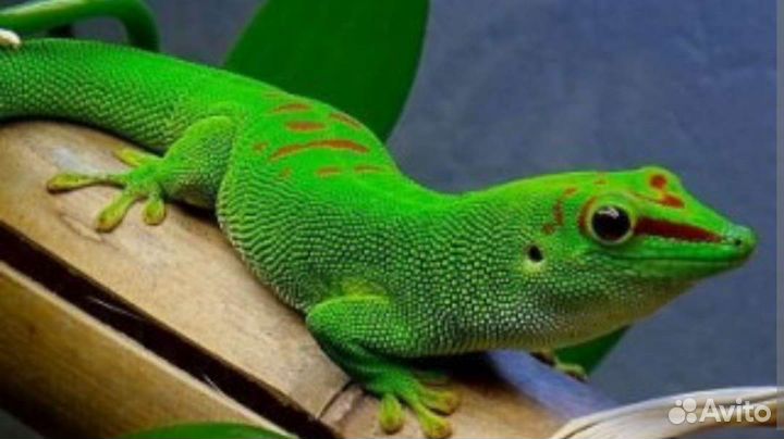 Ящерица зеленая