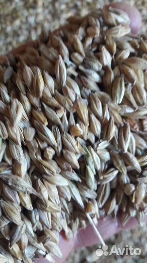 Зерно ячмень