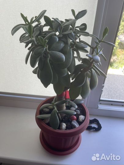 Толстянка несколько горшков