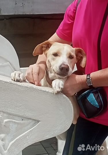 Собака в добрые руки