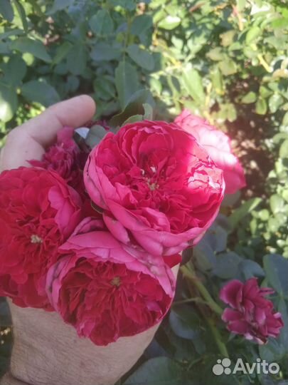 Саженцы роз