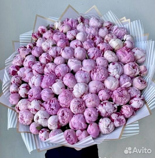 Голландские пионы