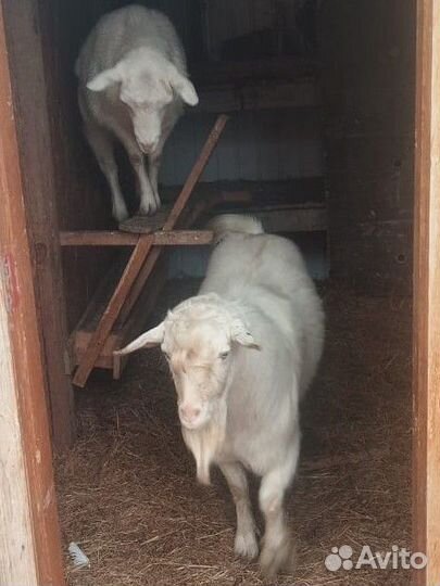 Зааненская коза